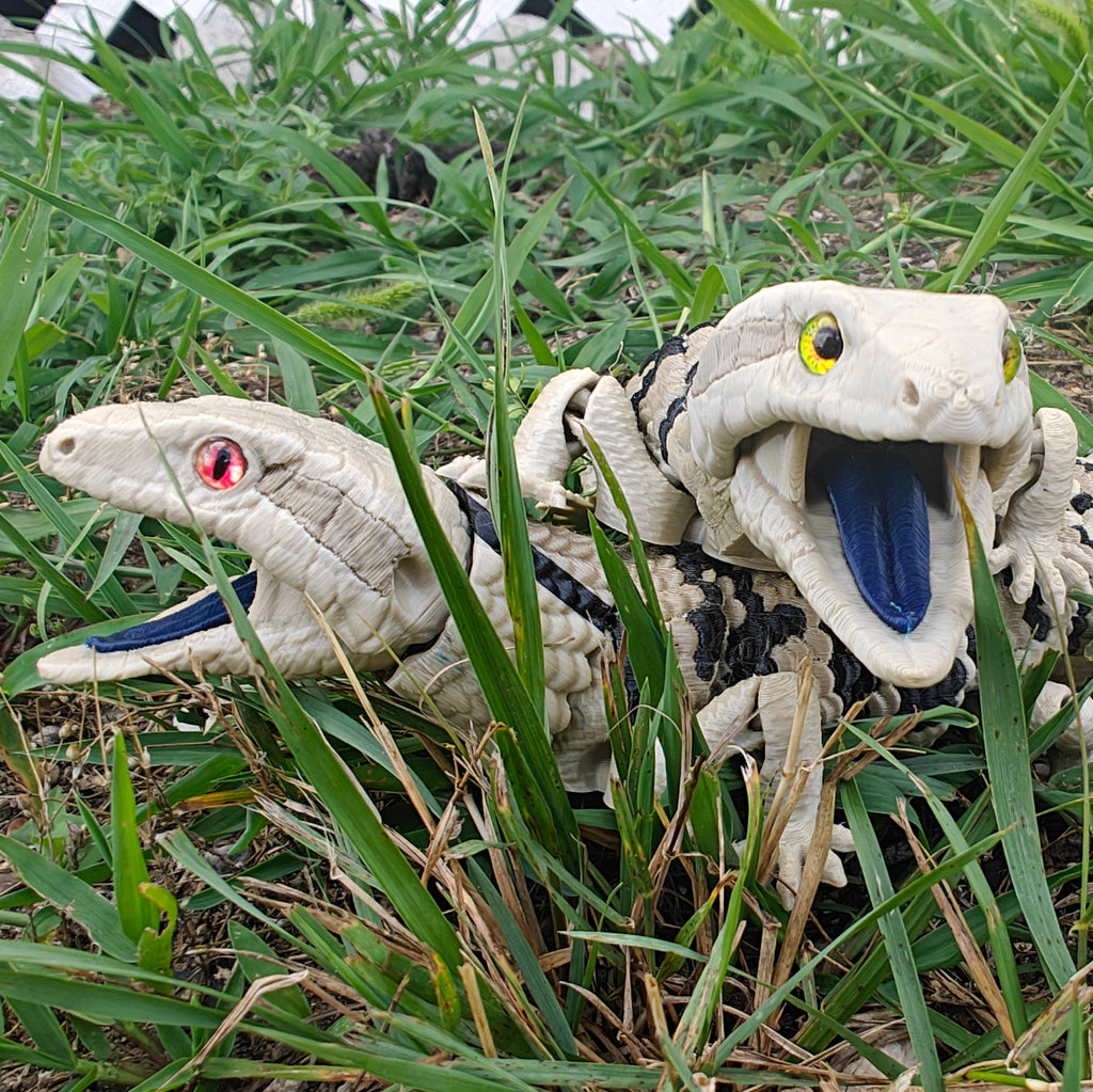 Blue Tongued Skink