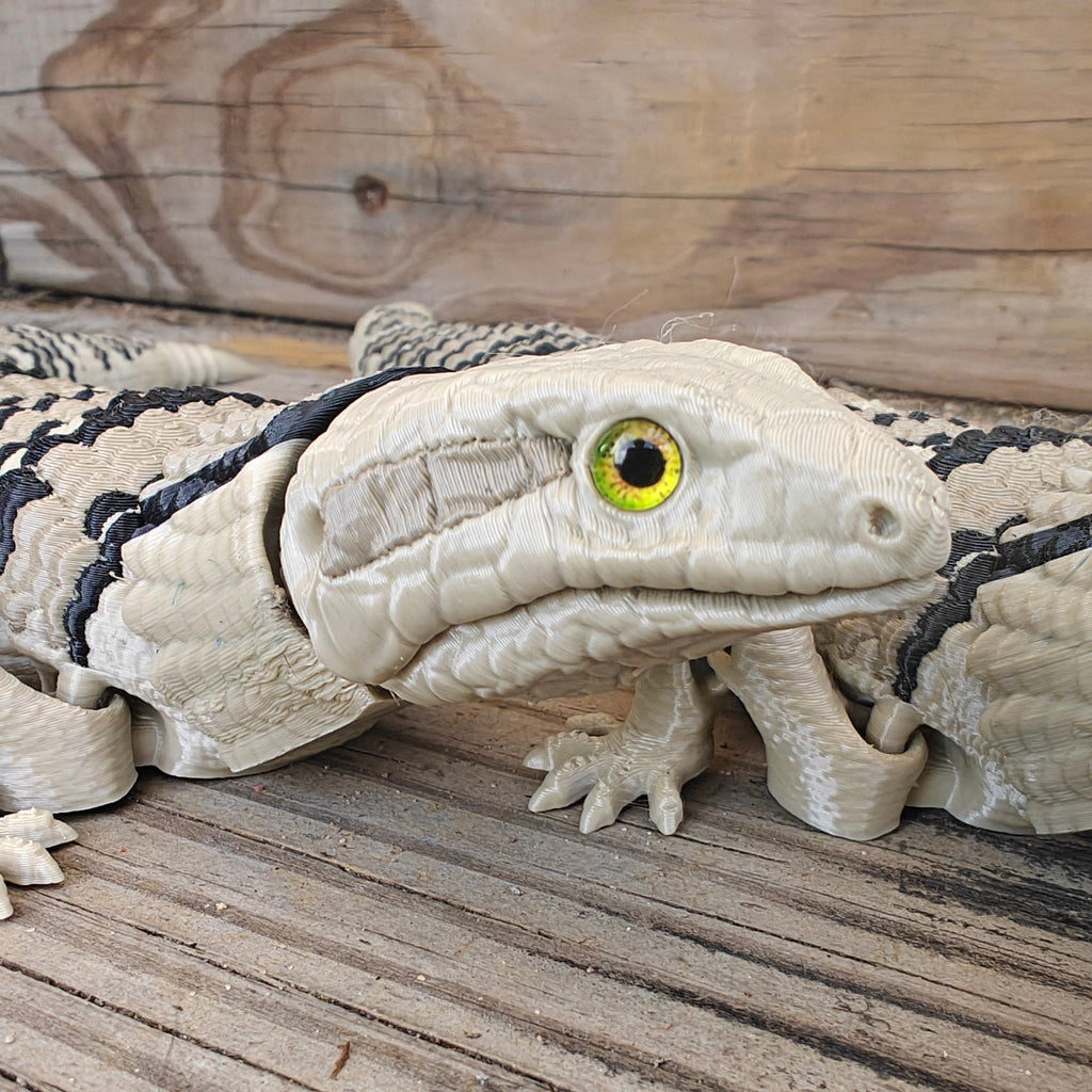 Blue Tongued Skink