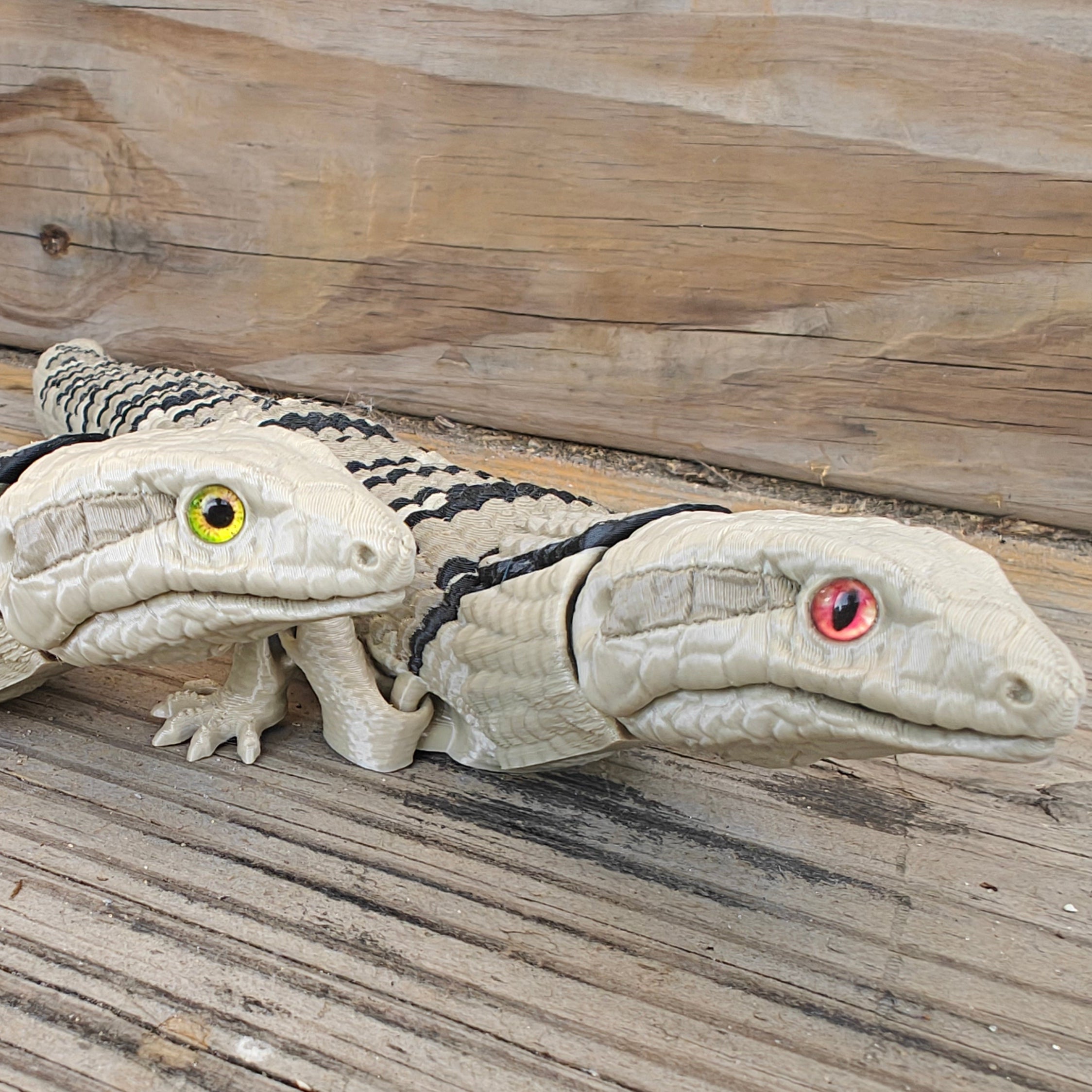 Blue Tongued Skink