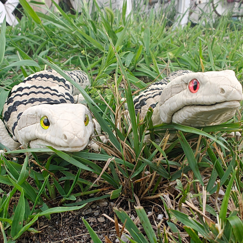 Blue Tongued Skink