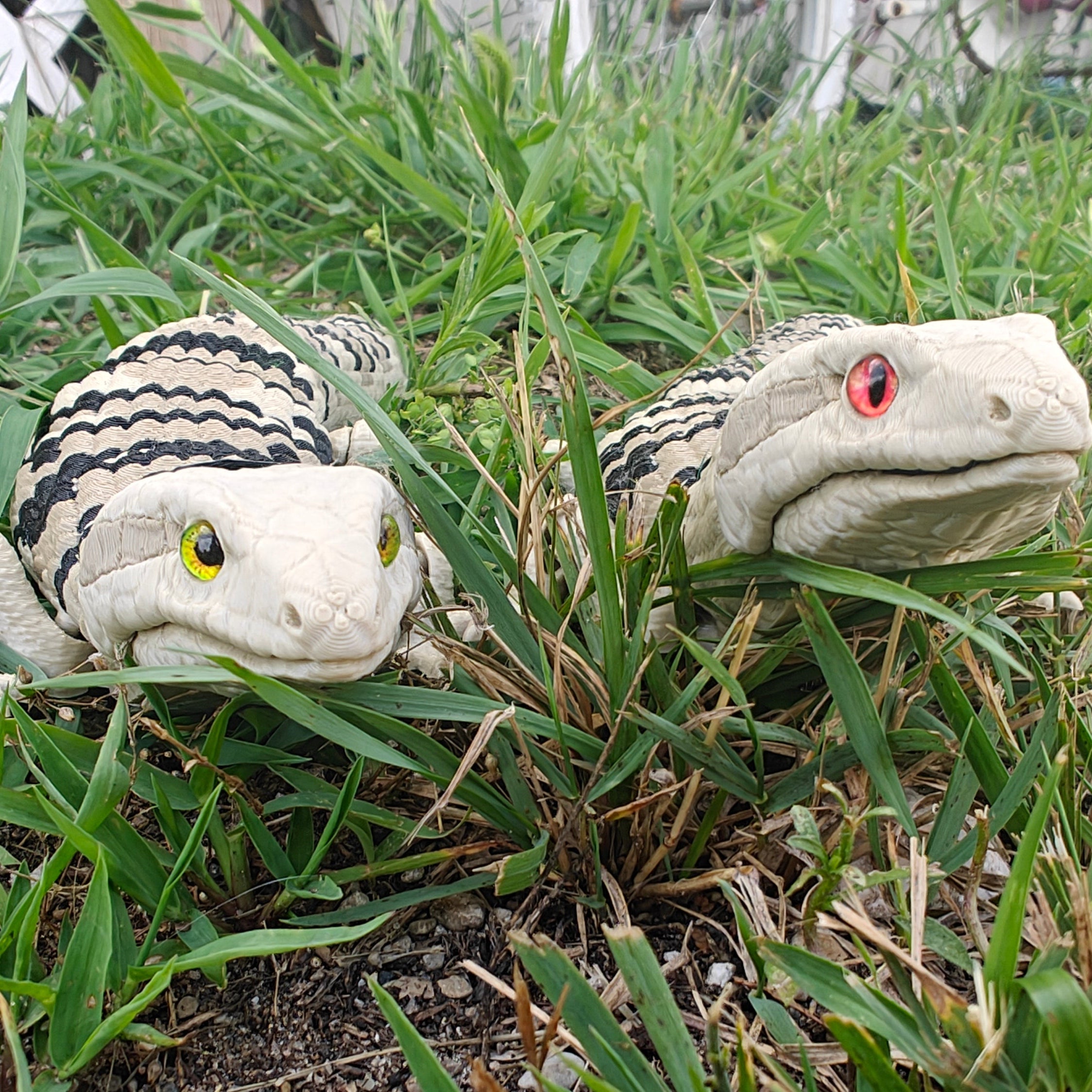 Blue Tongued Skink