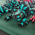Poison Dart Frog