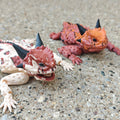 Texas Horned Lizard