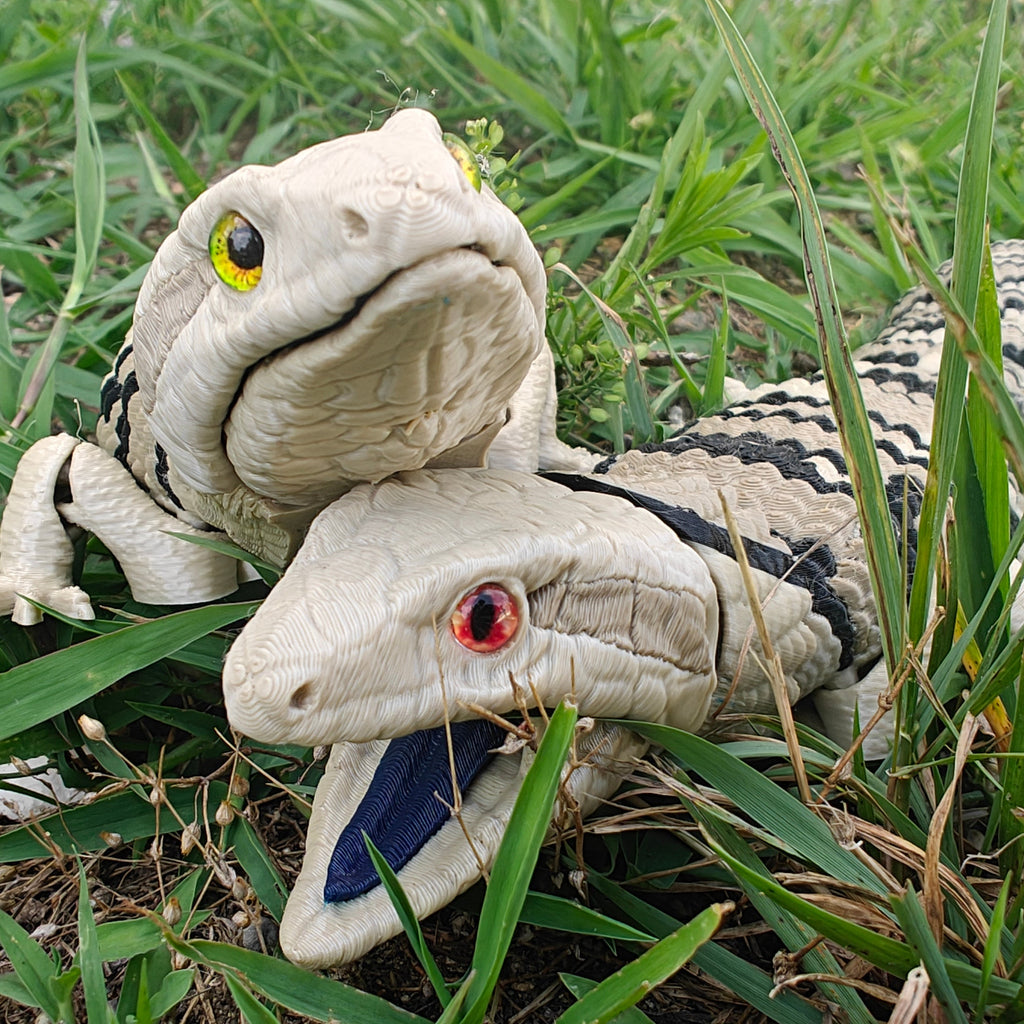 Blue Tongued Skink