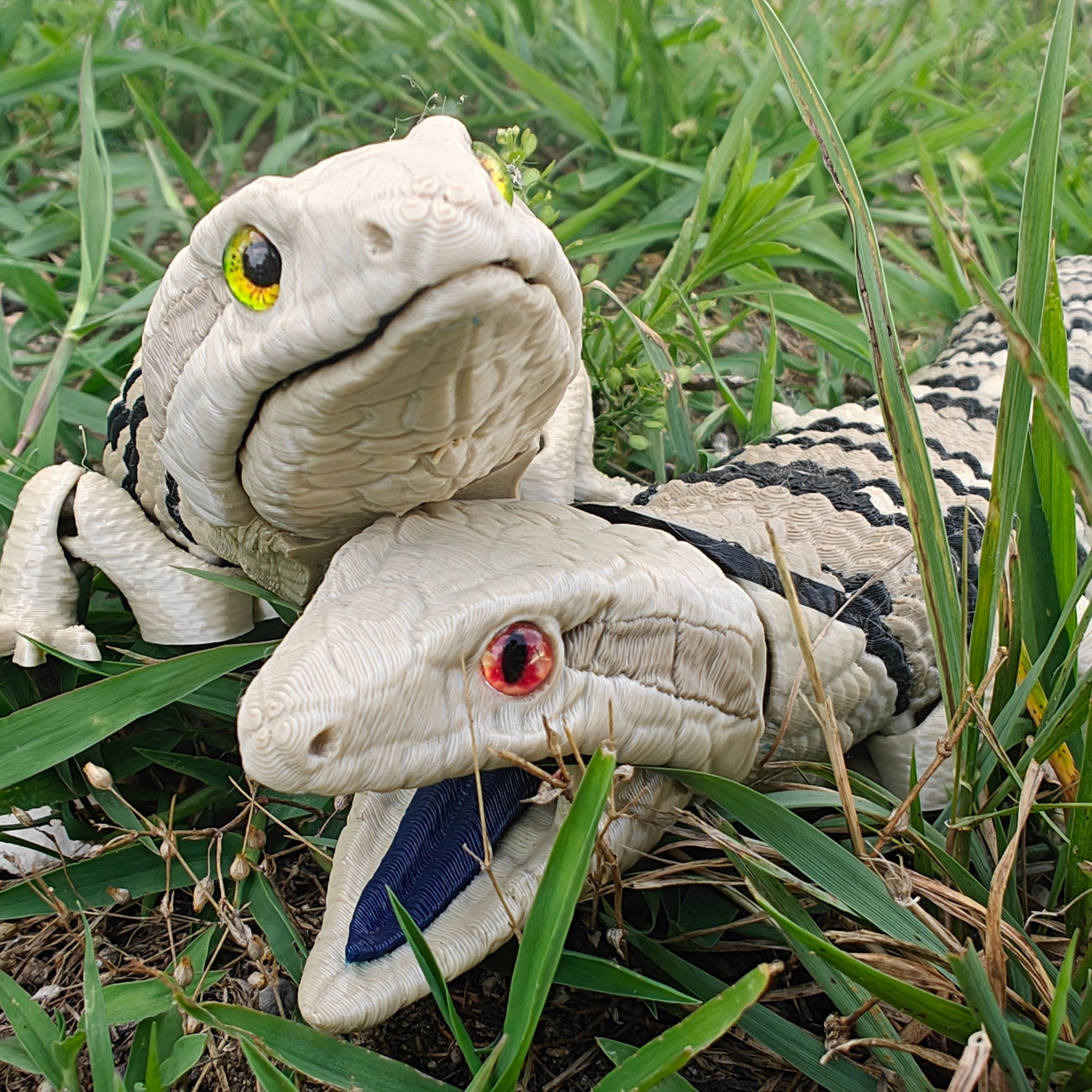 Blue Tongued Skink