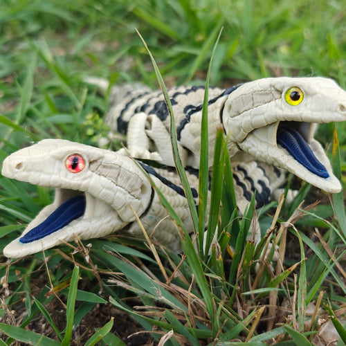 Blue Tongued Skink